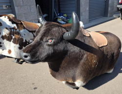 Mechanical Bull Rocko